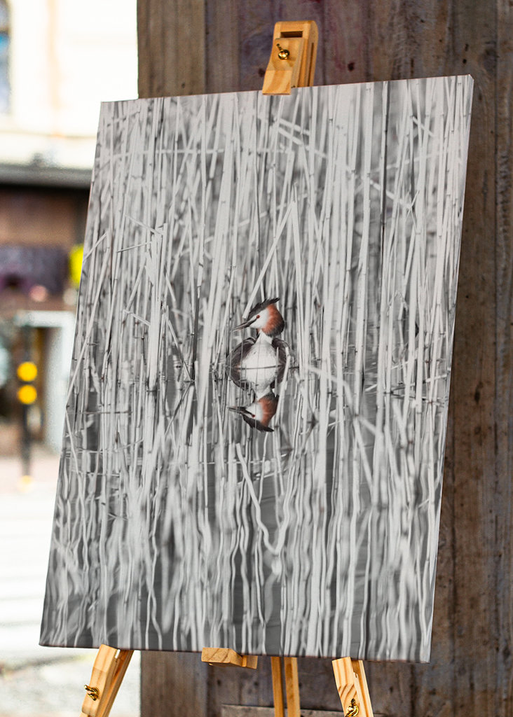 Szakállas vöcsök fekete-fehér nádban