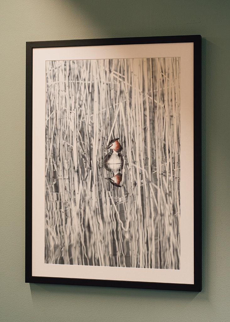 Szakállas vöcsök fekete-fehér nádban