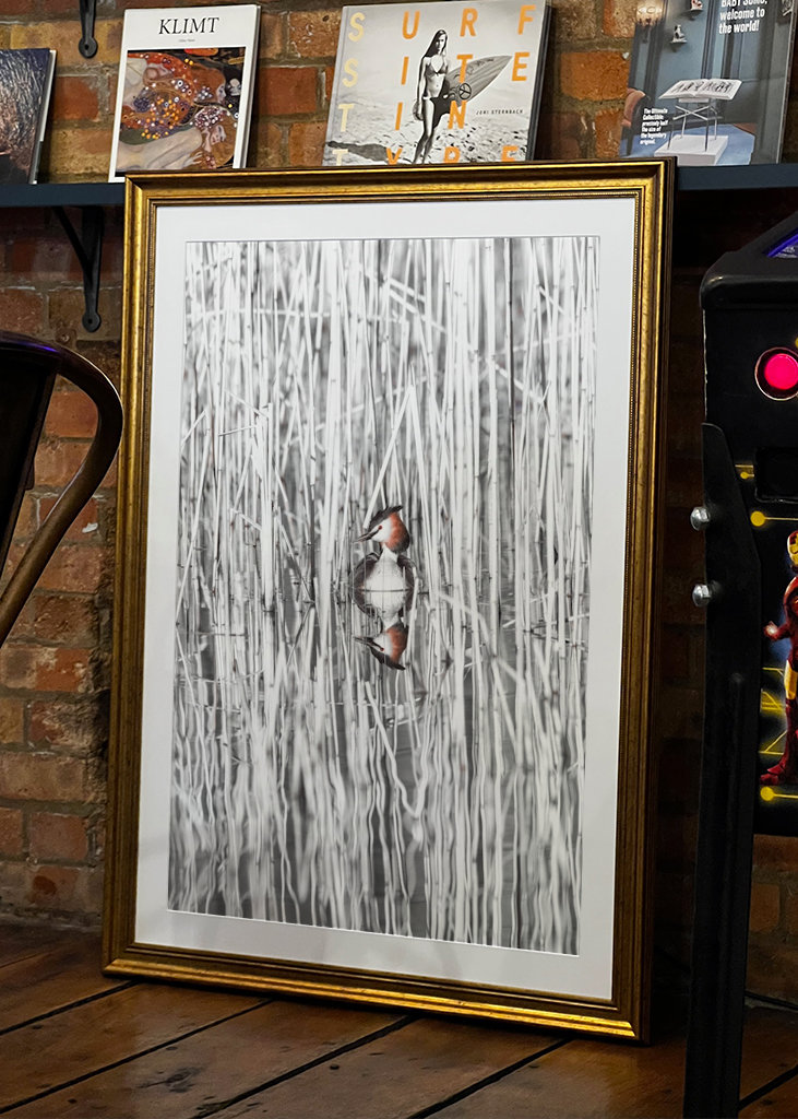 Szakállas vöcsök fekete-fehér nádban