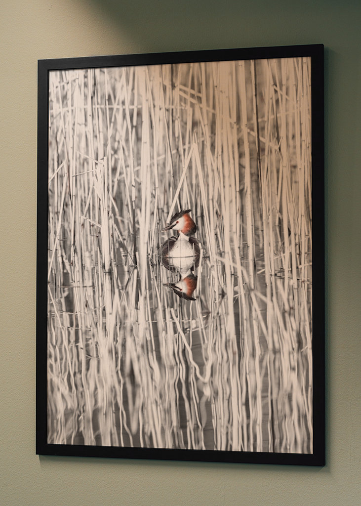 Szakállas vöcsök fekete-fehér nádban