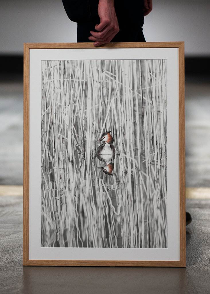 Szakállas vöcsök fekete-fehér nádban