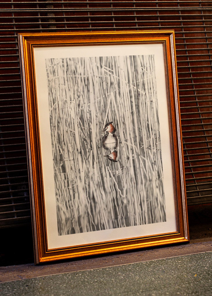 Szakállas vöcsök fekete-fehér nádban