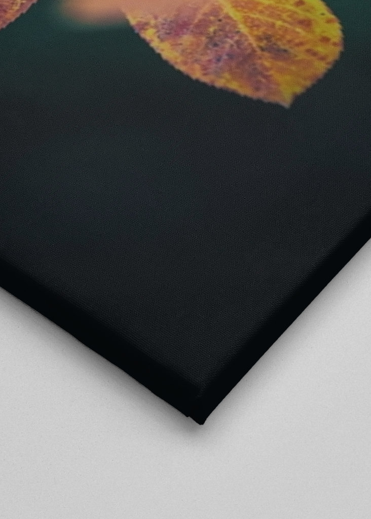 Kirschmispel im Herbst