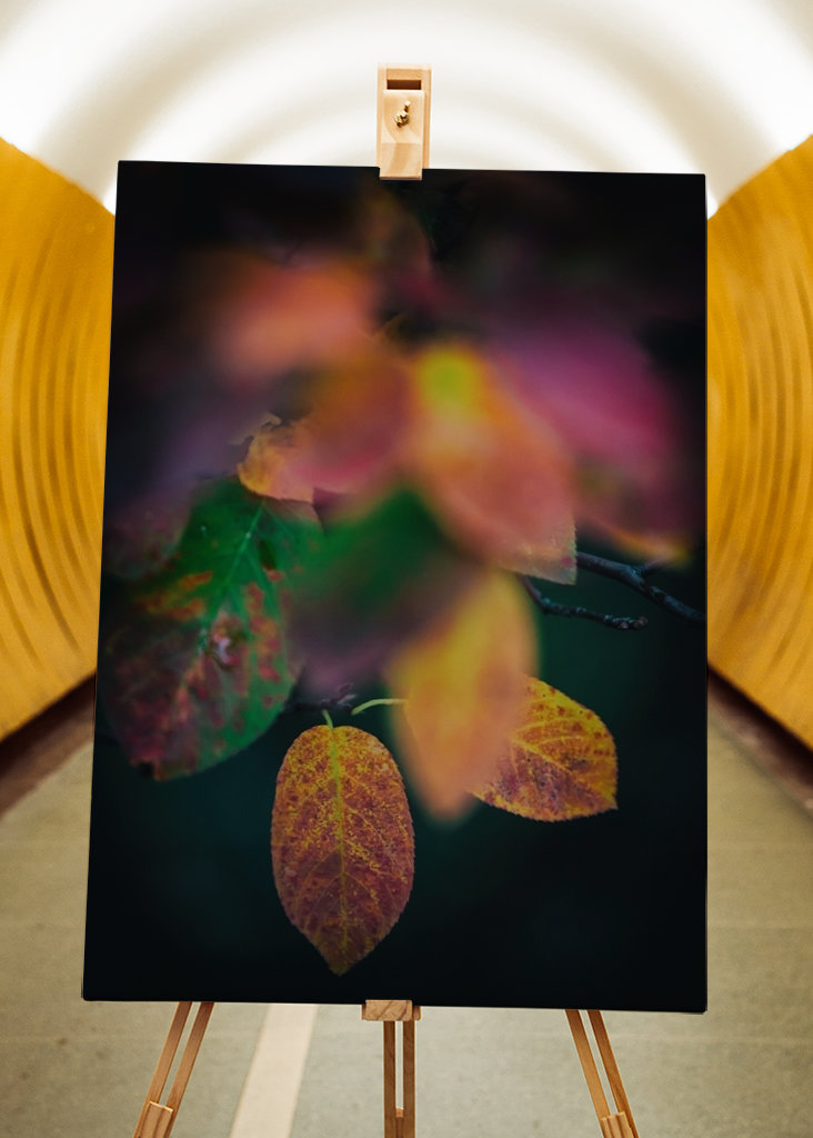 Kirschmispel im Herbst