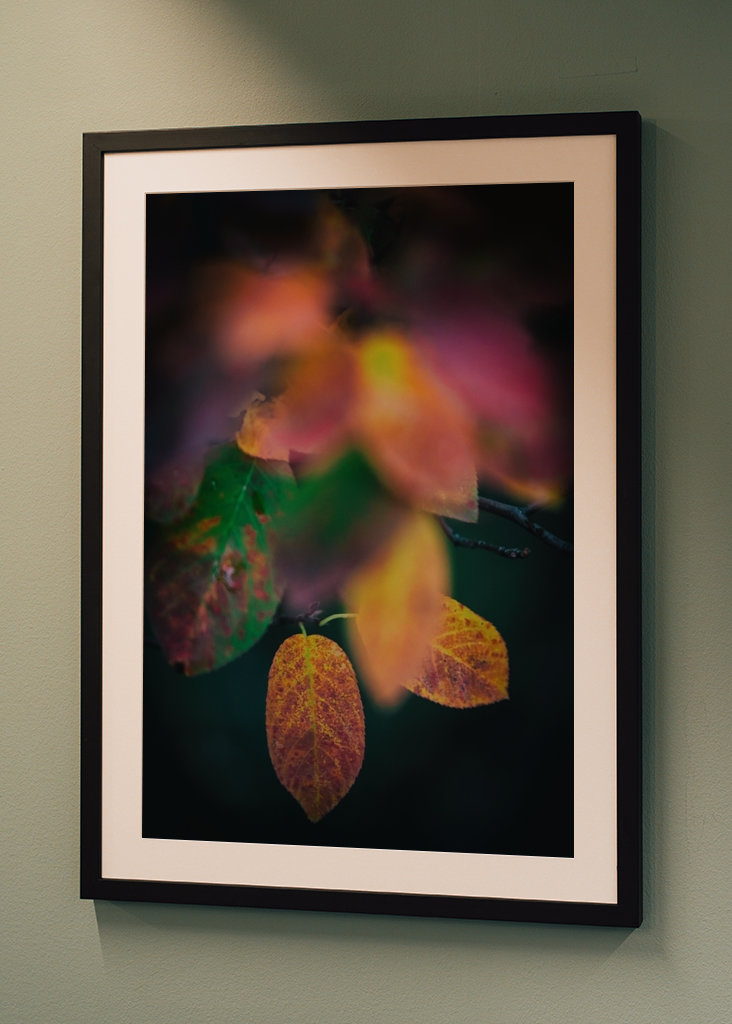 Kirschmispel im Herbst