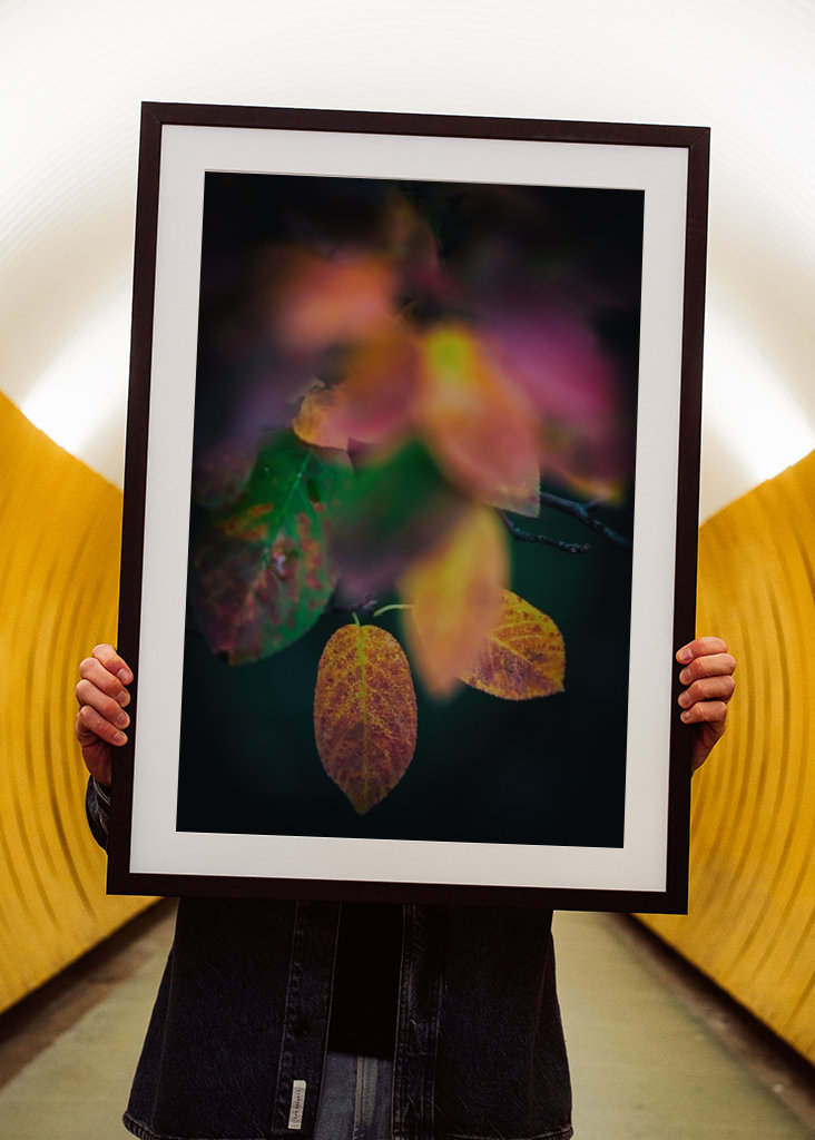 Kirschmispel im Herbst