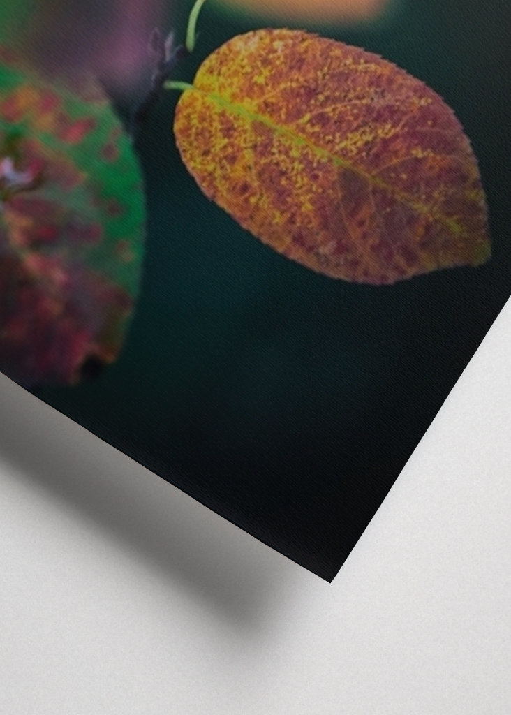 Kirschmispel im Herbst