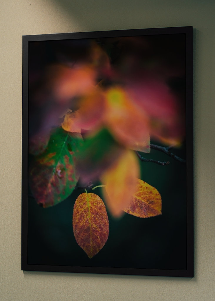 Kirschmispel im Herbst