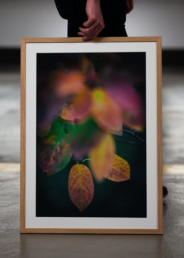 Kirschmispel im Herbst