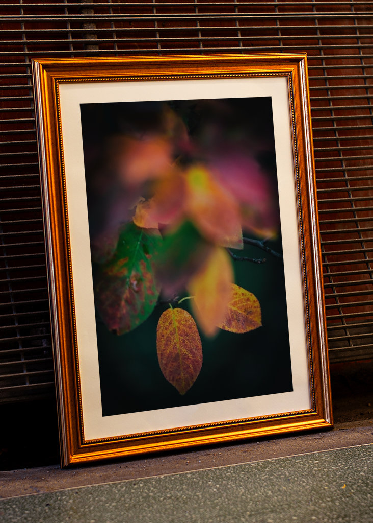 Kirschmispel im Herbst