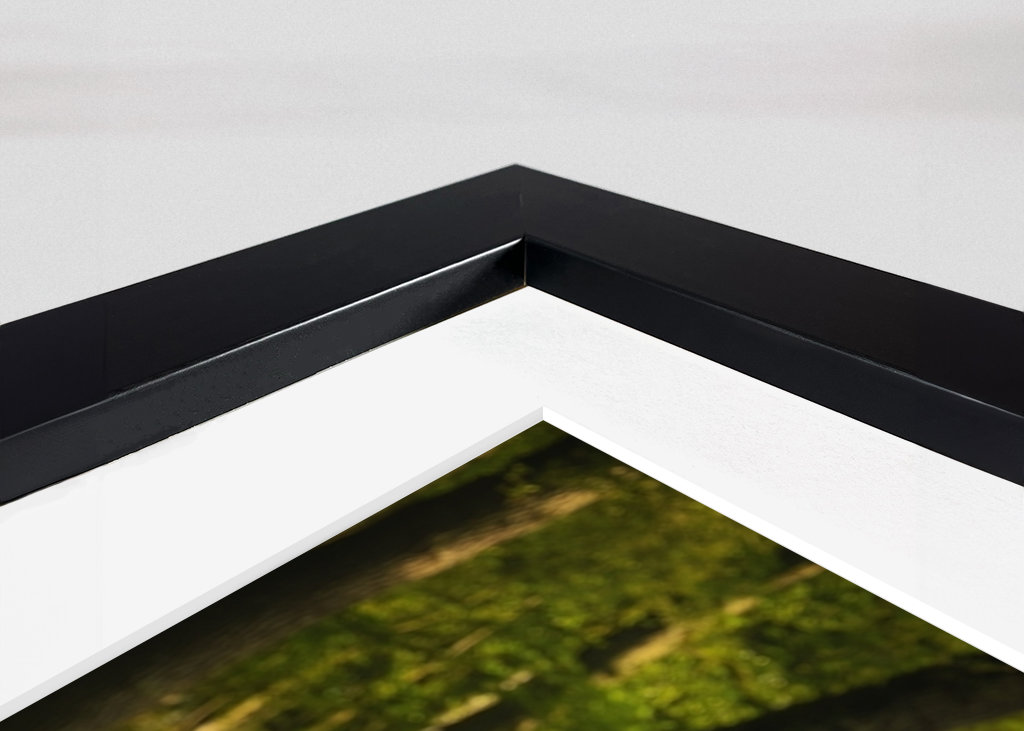 Poppies in a Dutch forest