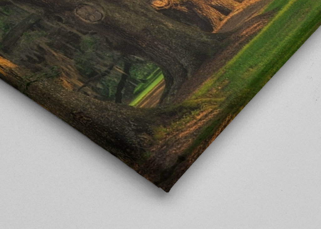 Traforo dell'albero di Lowcountry