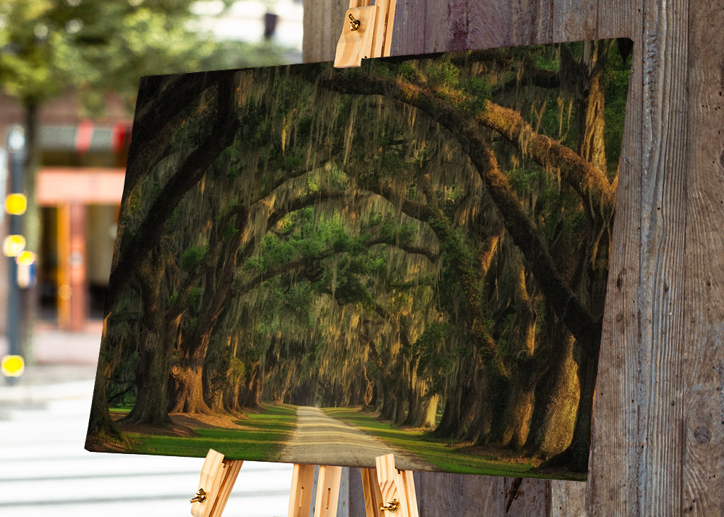 Traforo dell'albero di Lowcountry