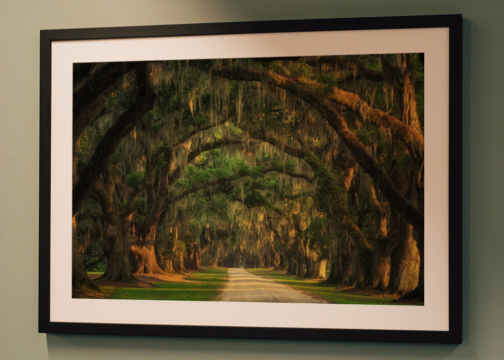 Traforo dell'albero di Lowcountry