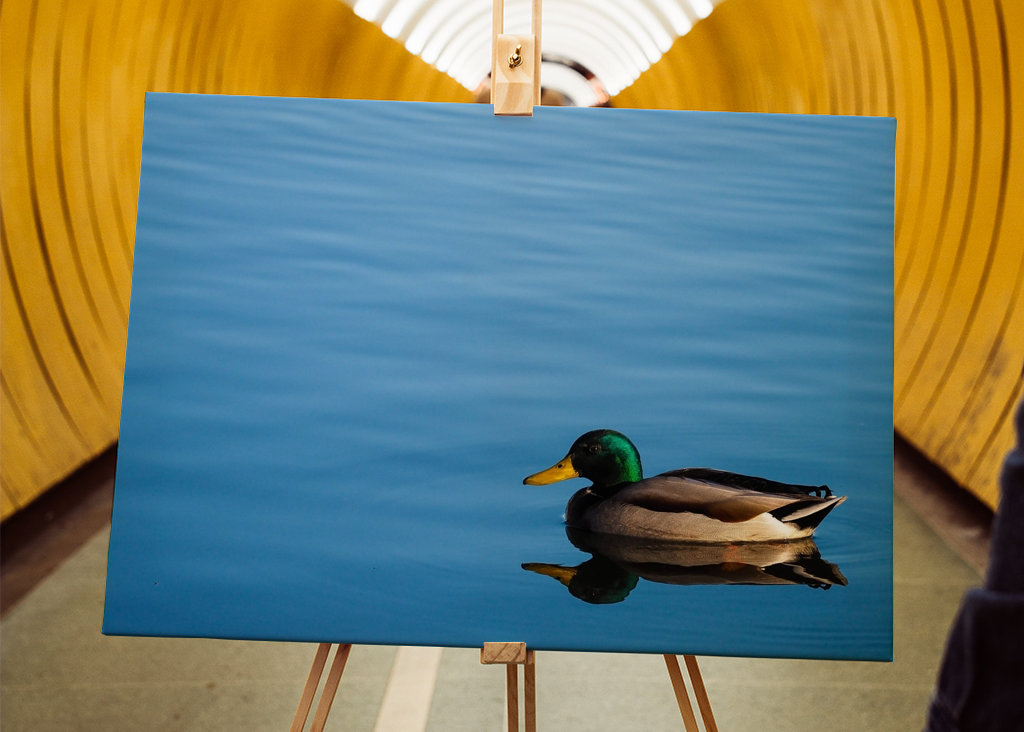 Stokkand i stille vann