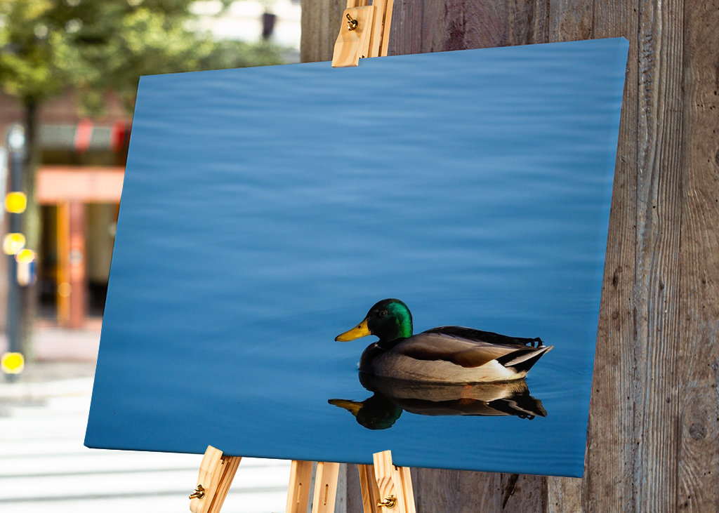 Stokkand i stille vann