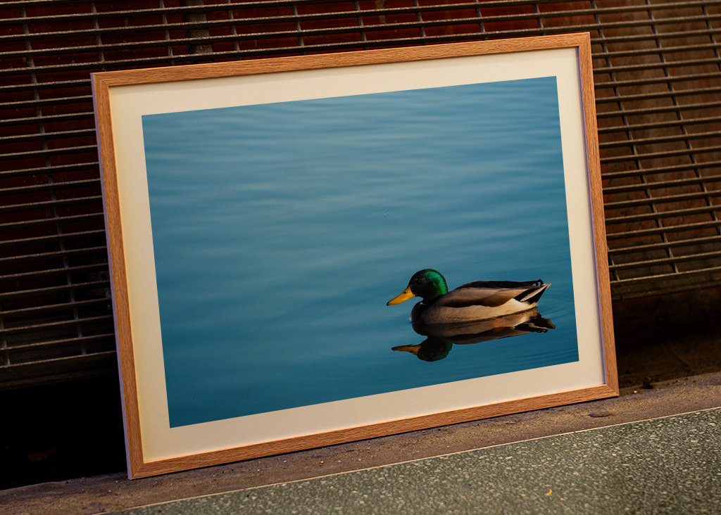 Stokkand i stille vann