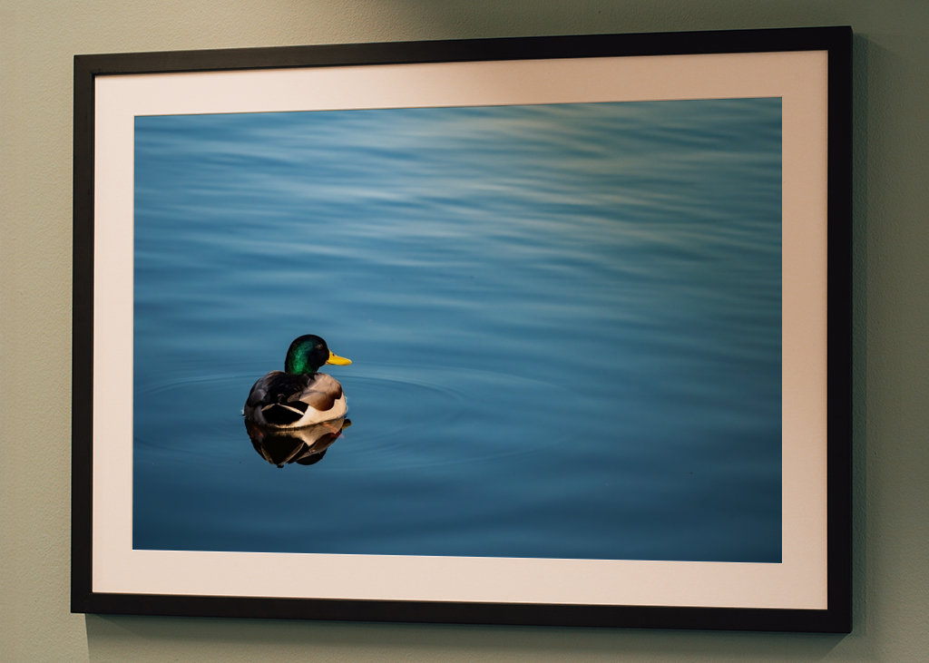Mallard duck in blue water