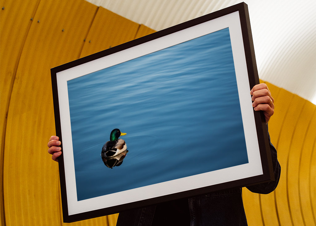 Mallard duck in blue water