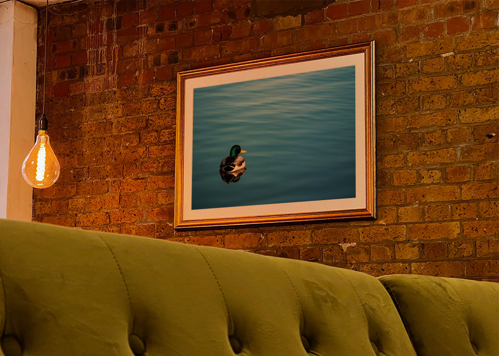 Mallard duck in blue water