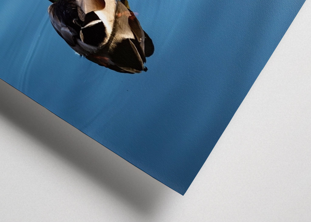 Mallard duck in blue water