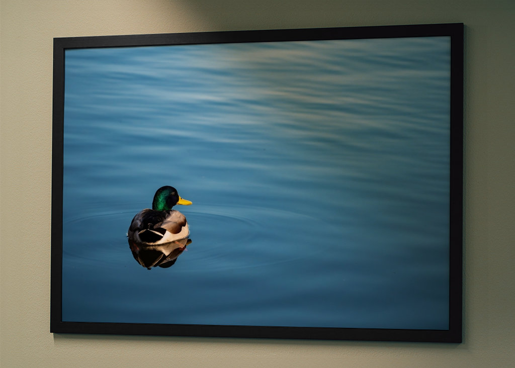 Mallard duck in blue water