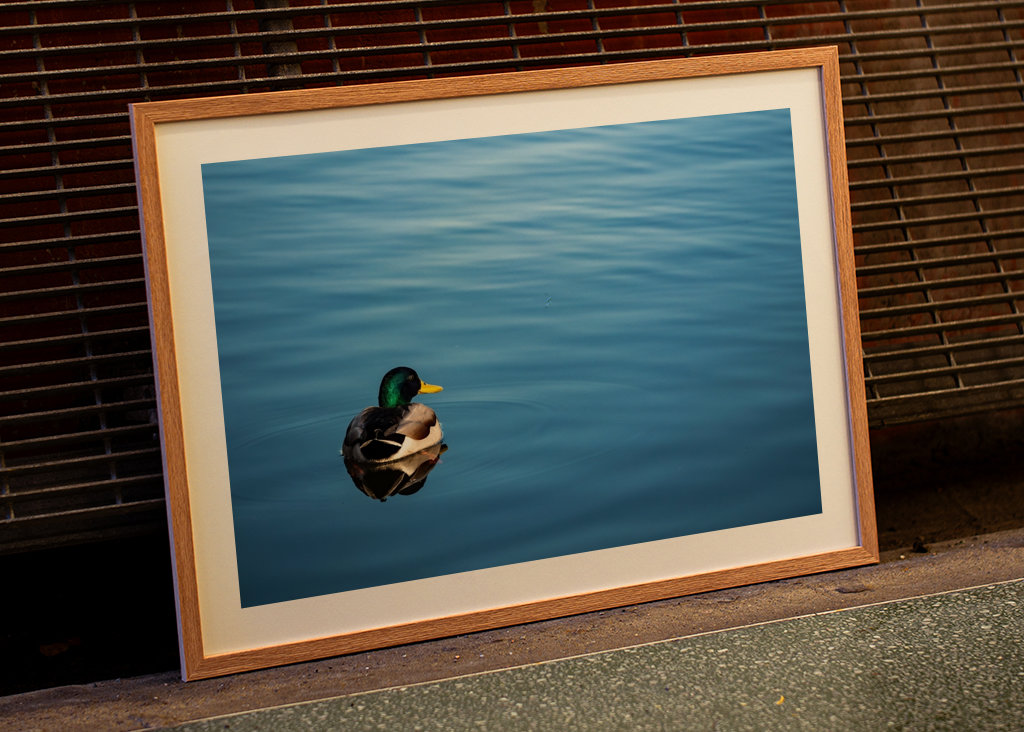 Mallard duck in blue water