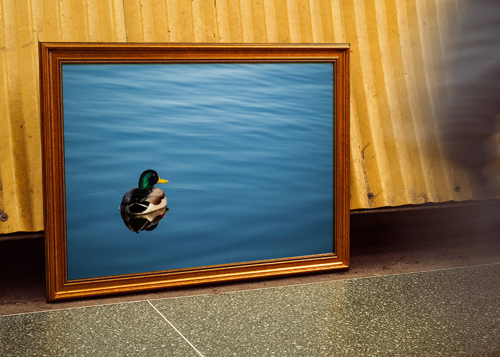 Mallard duck in blue water