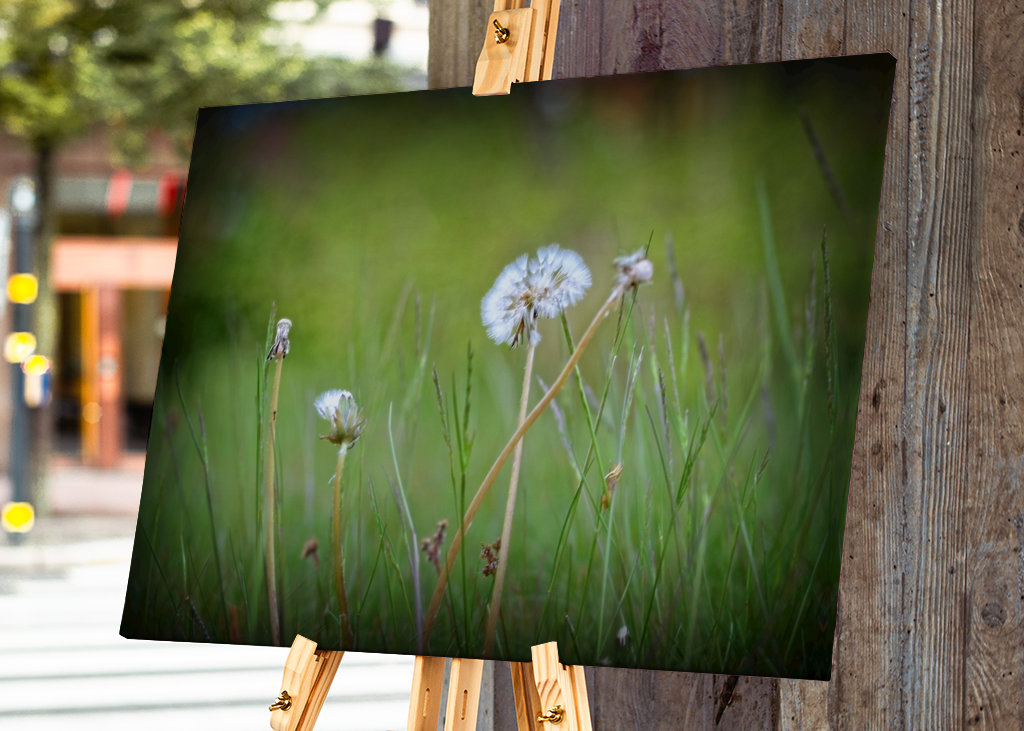 Den överblommade maskrosen