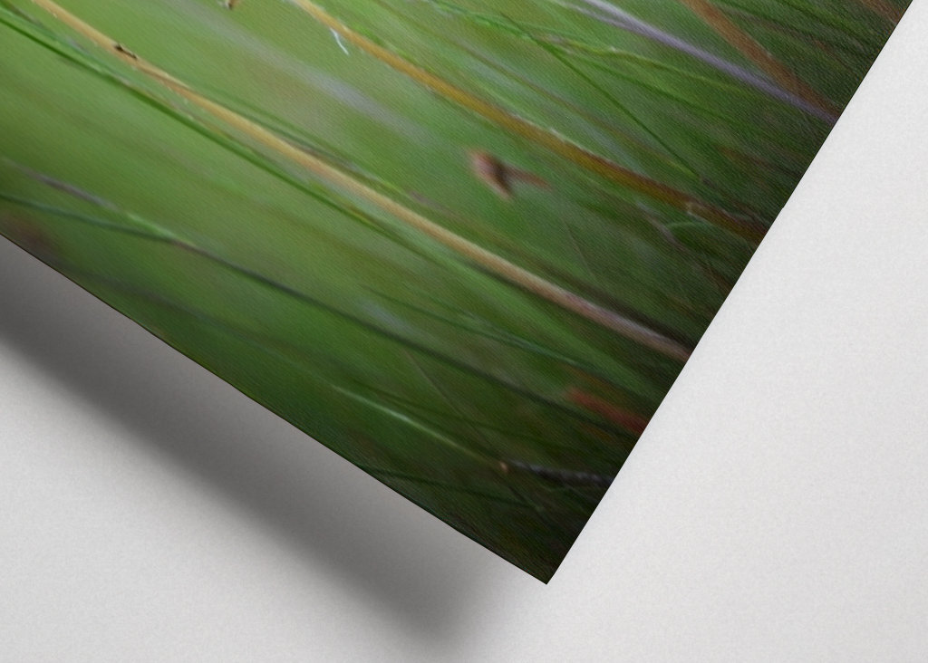 Den överblommade maskrosen