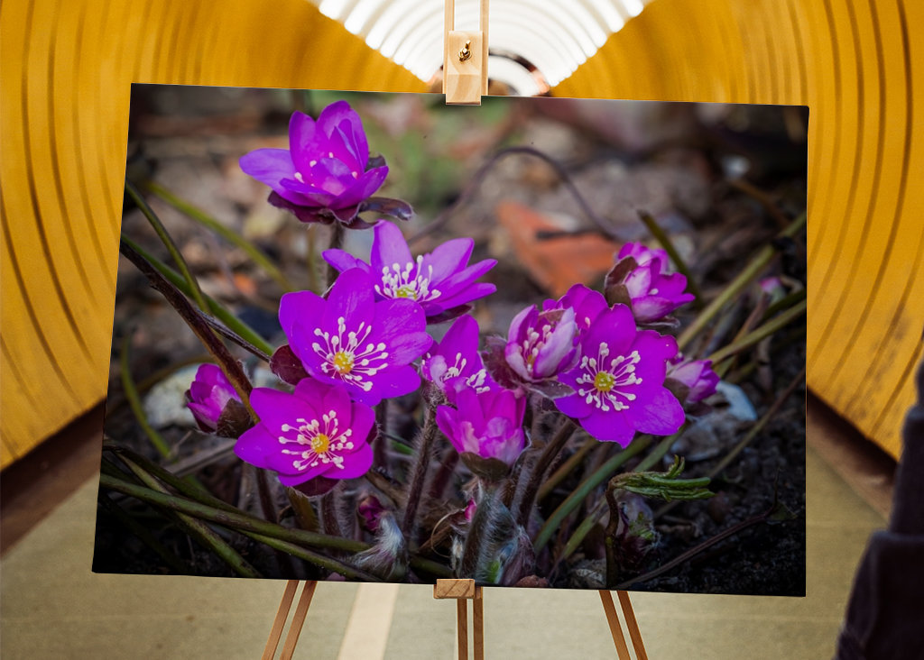 Family Hepatica - all love IV