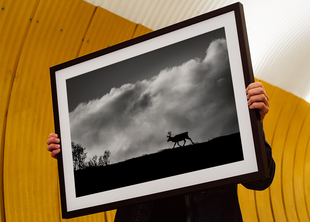 Ren Silhuett på Fjället