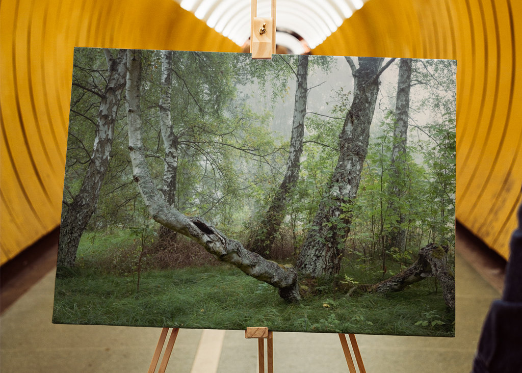 Spring in the Birch Forest