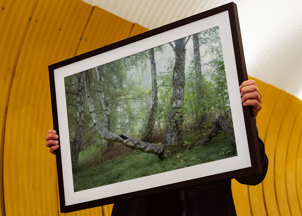 Spring in the Birch Forest