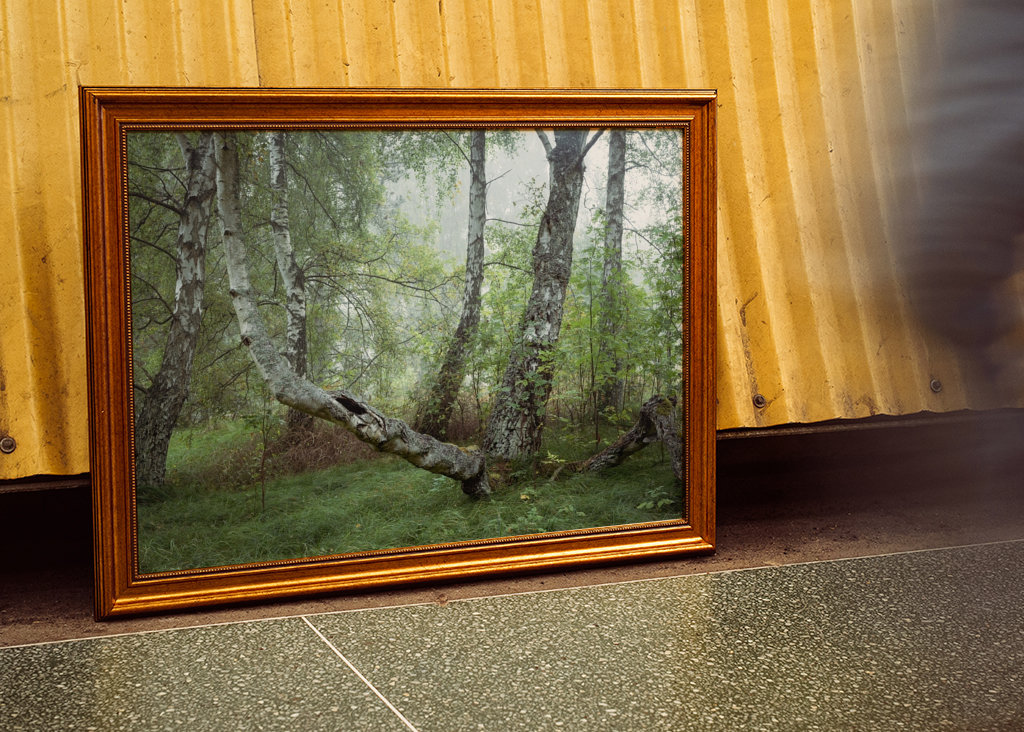 Spring in the Birch Forest