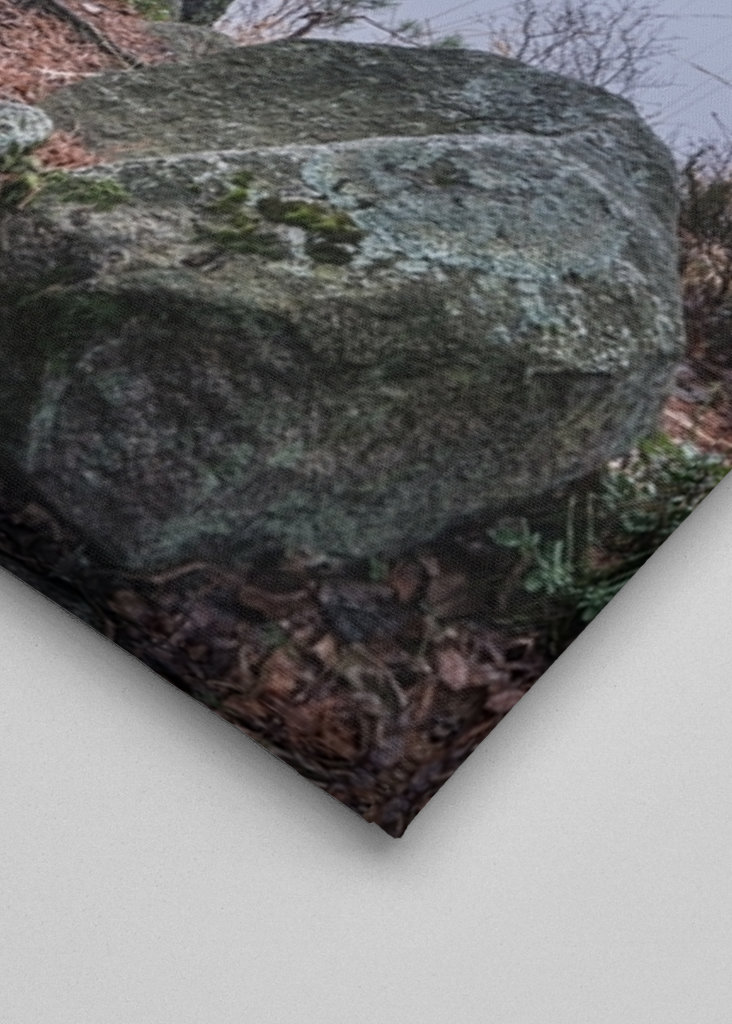 Einsame Birke am See