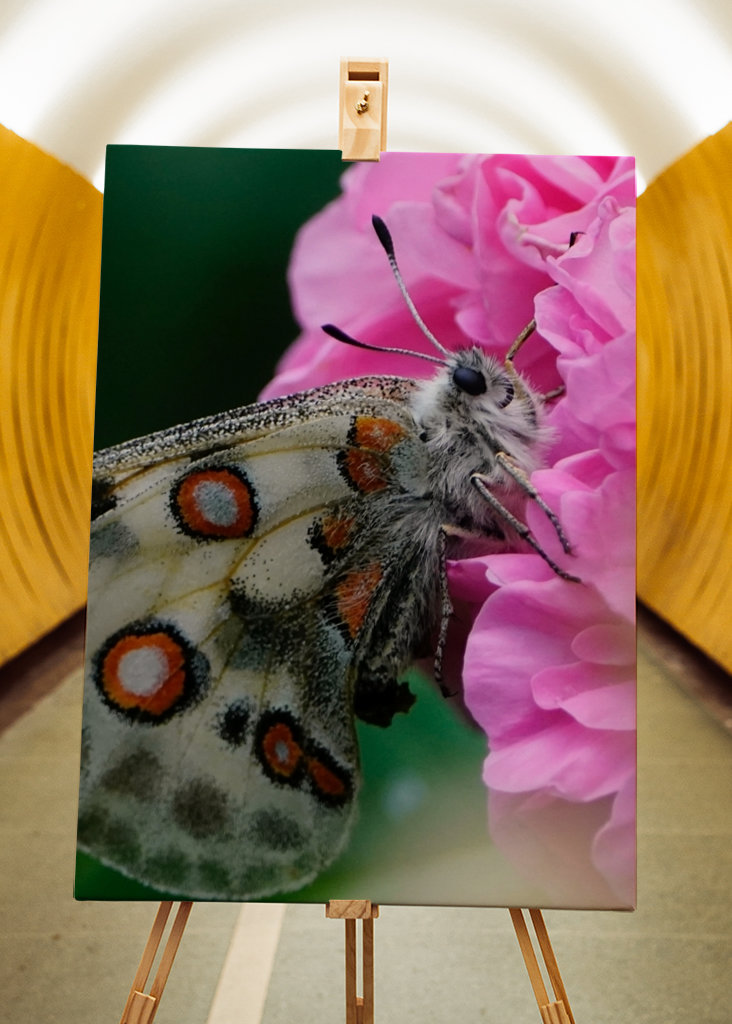 Apollon papillon sur Rose