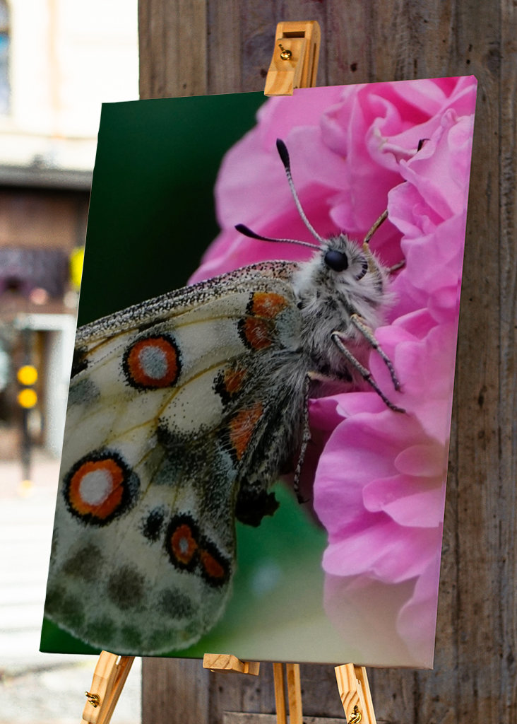 Apollon papillon sur Rose