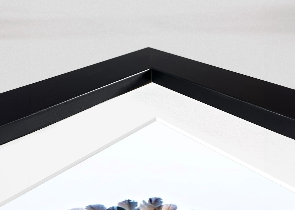 Búho Halcón Vs Arrendajo Siberiano