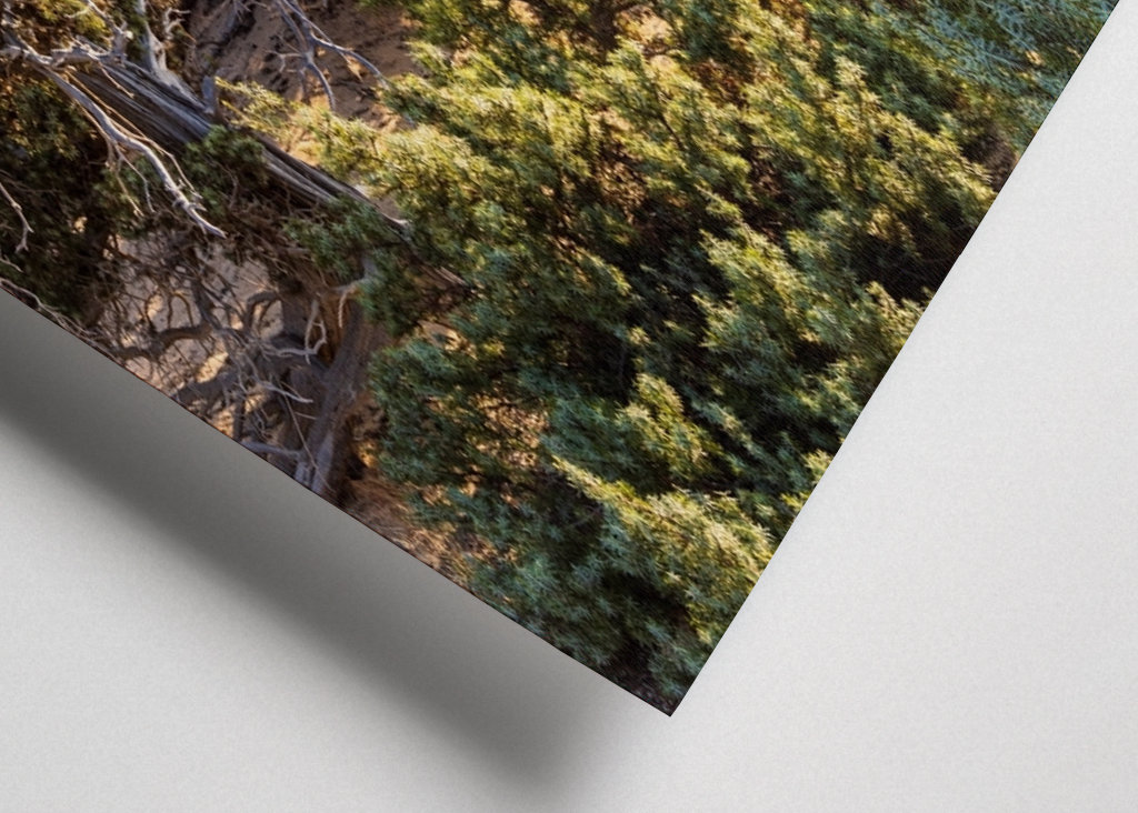 Gavdos - Cedrový les