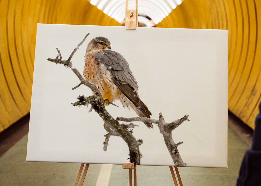 Poštolka obecná ve sněžení