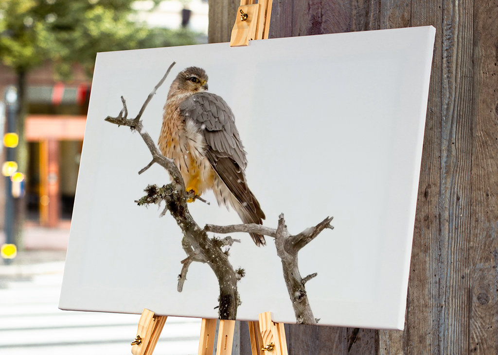 Poštolka obecná ve sněžení