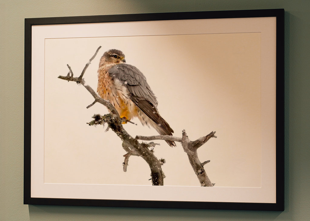 Poštolka obecná ve sněžení