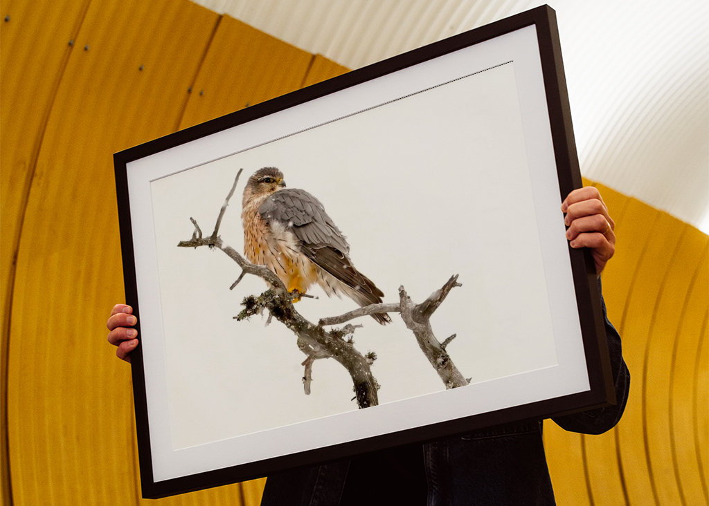 Poštolka obecná ve sněžení