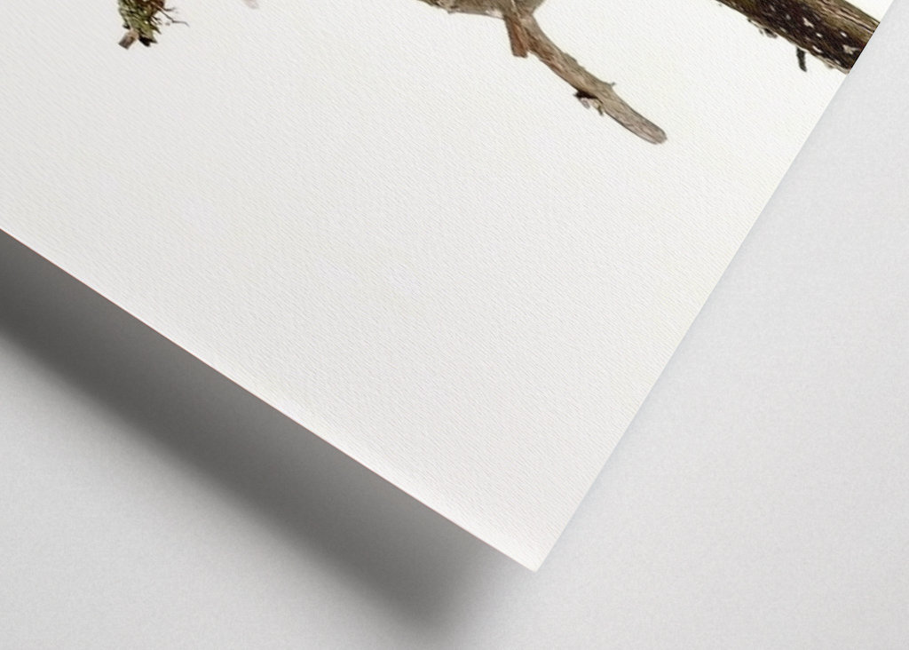 Poštolka obecná ve sněžení