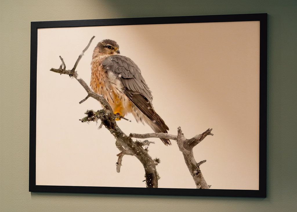 Poštolka obecná ve sněžení