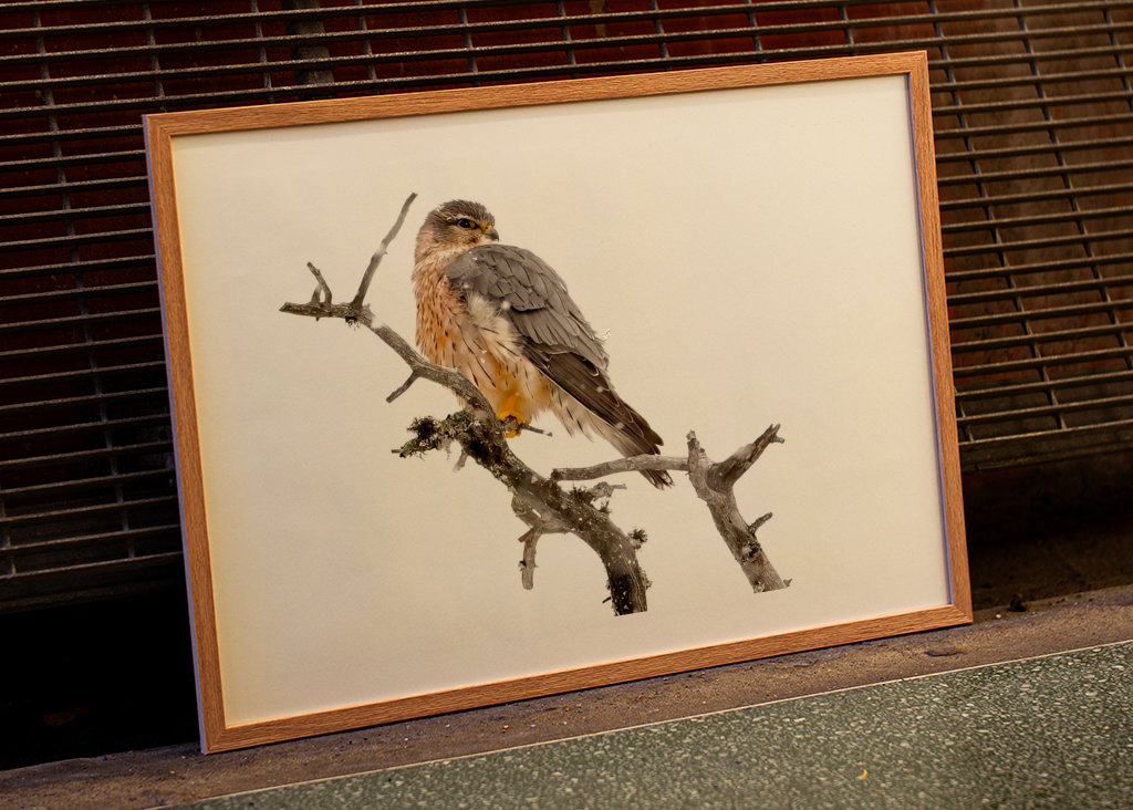 Poštolka obecná ve sněžení