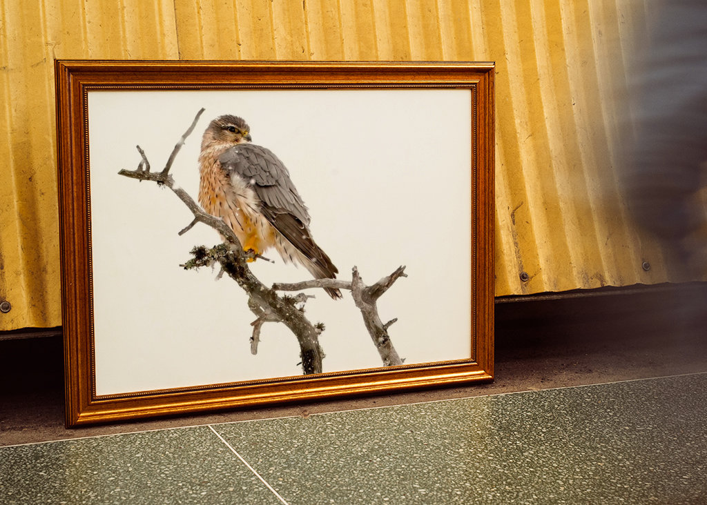 Poštolka obecná ve sněžení