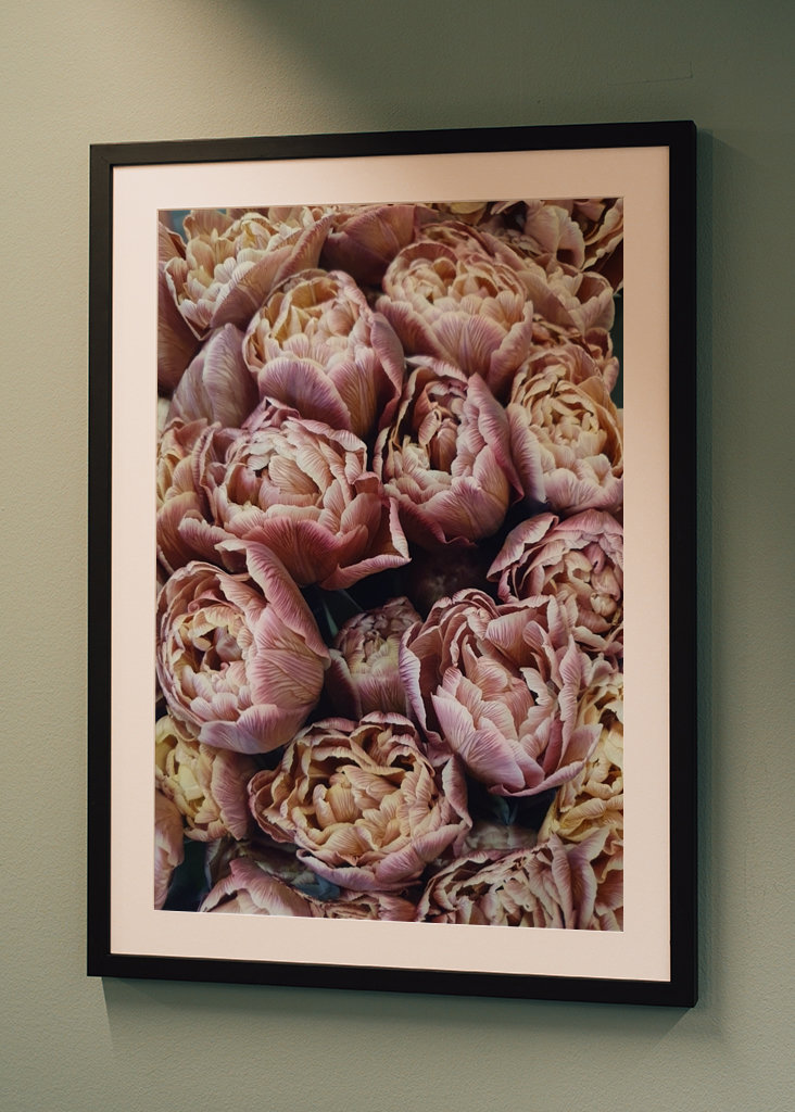 Flora samling: Fransk tulipan