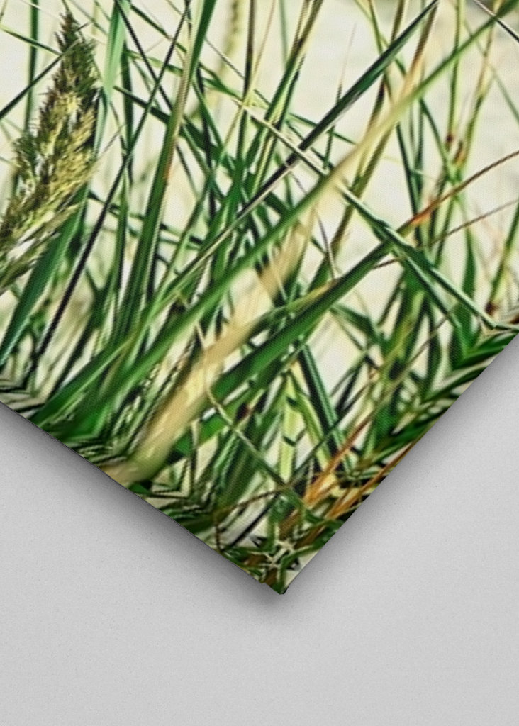 Pohupující se mořské řasy.